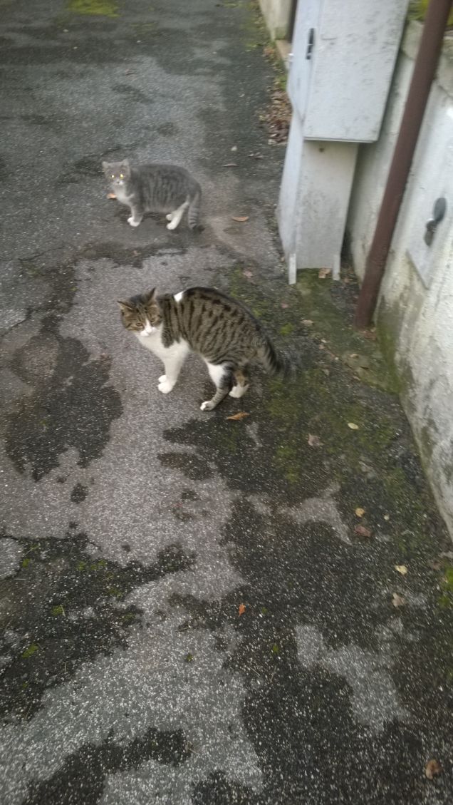 Hanno una gran fame.