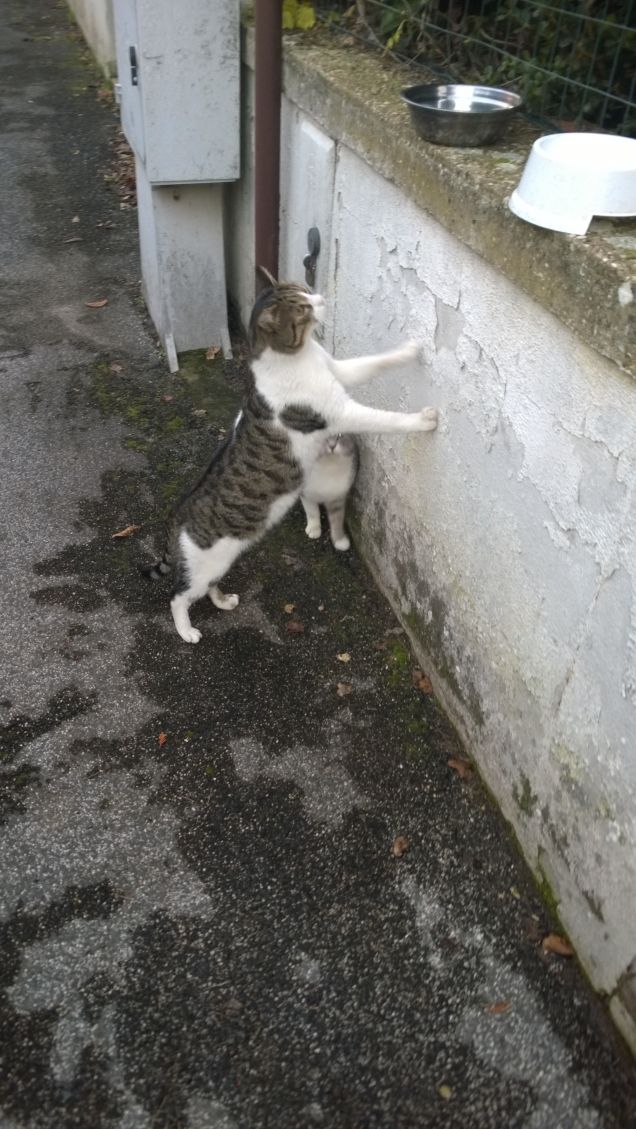 Mi arrampico sul muro.