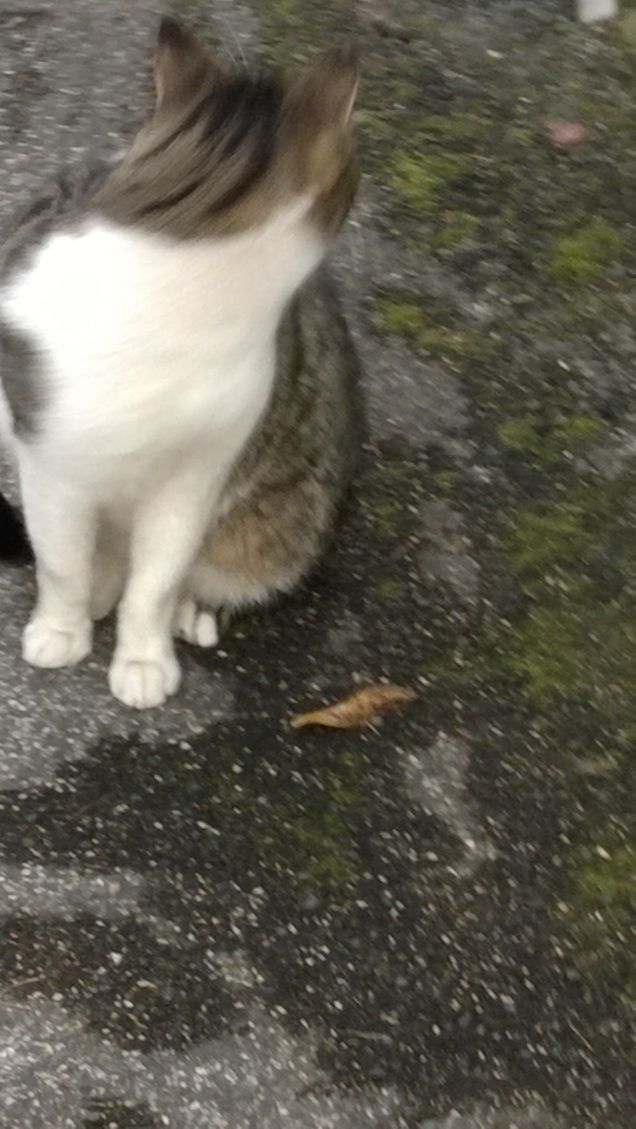 Mi guardo le spalle.