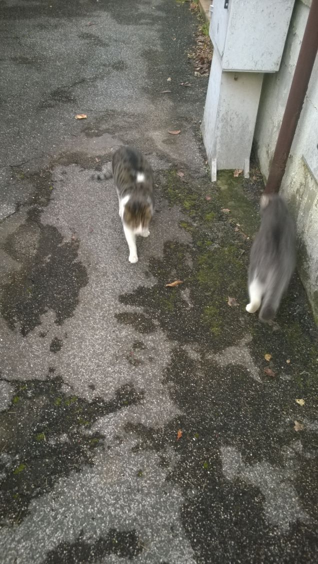 Sono due fannulloni.