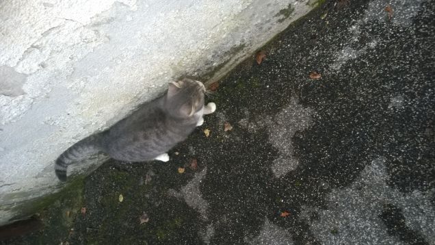 Sono piccola ma cicciottina.