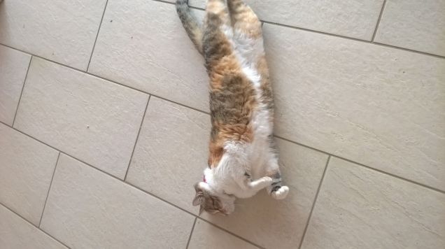 La luce del mattino la rende ancora più bella.