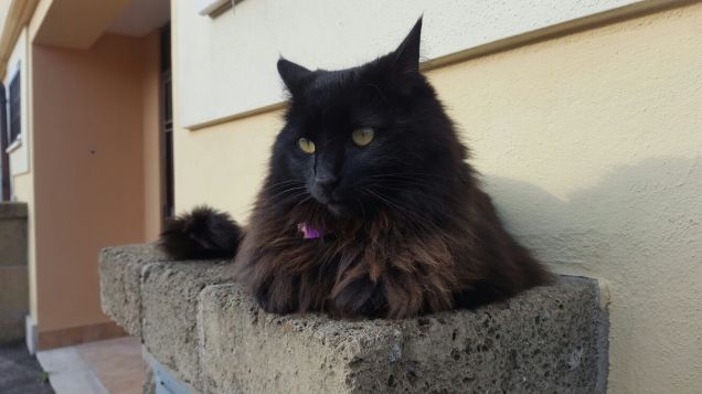 Una micia tutta nera.