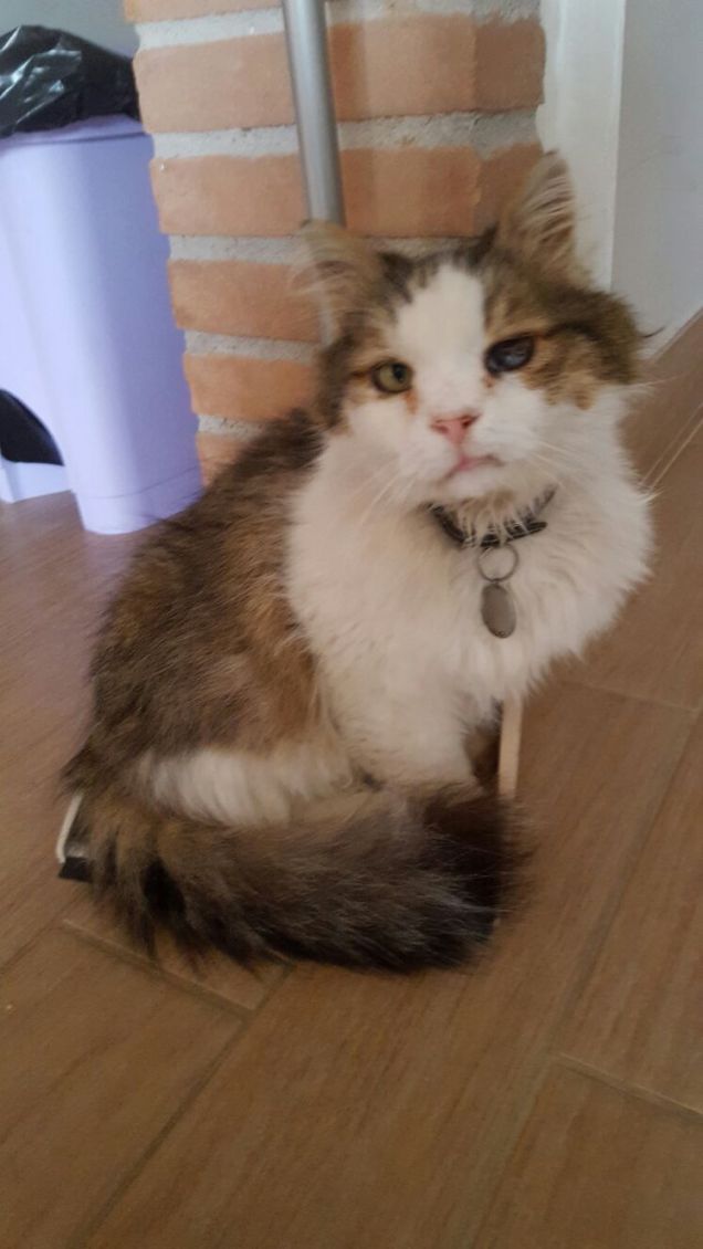 Il gatto più anziano di casa nostra.