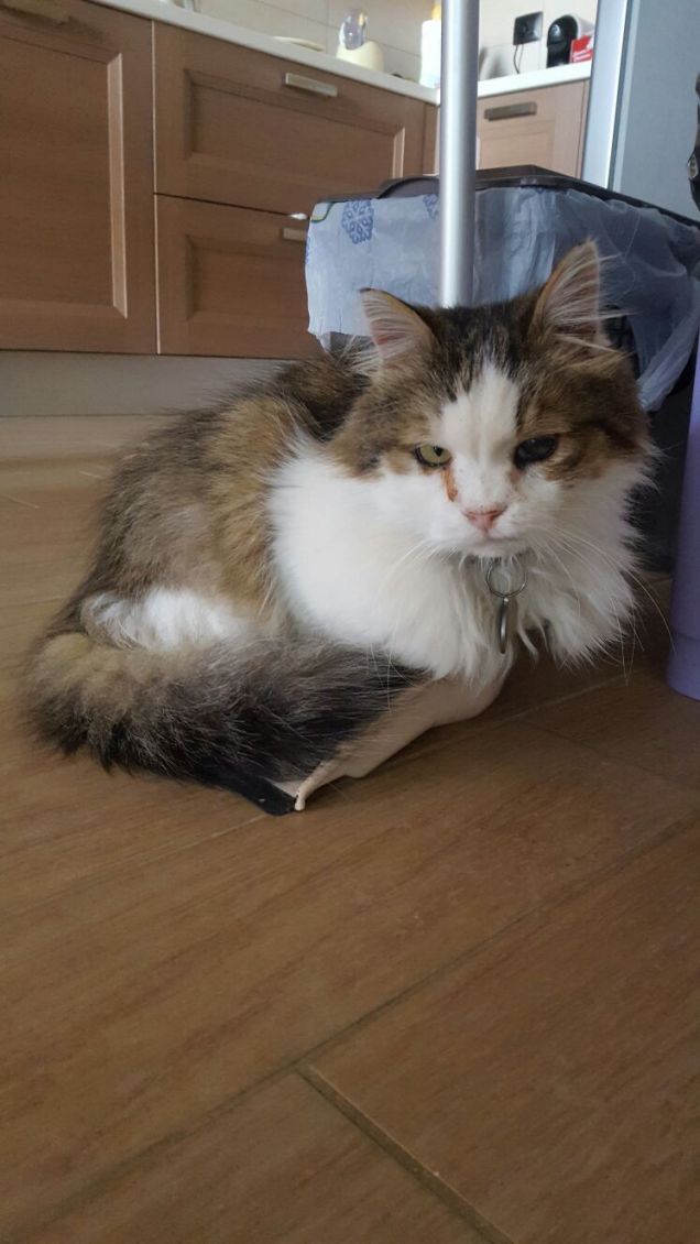 Gli piace dormire nel porta paletta.