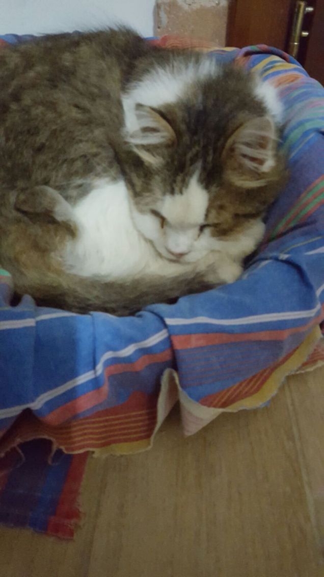 Un gatto eccezionale.