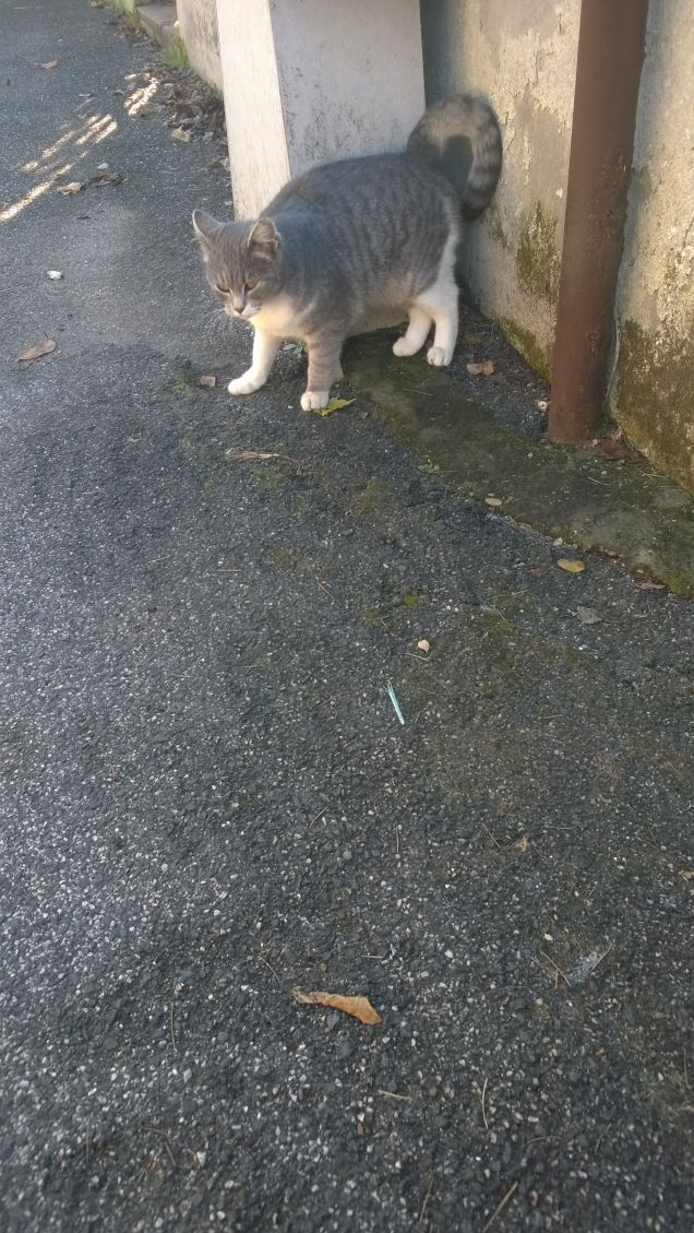 Il suo compagno oggi non c'è.