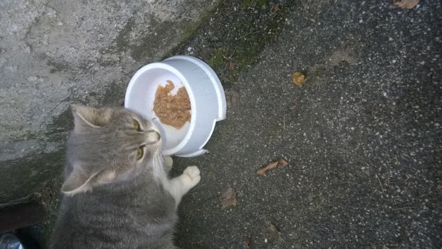 C'è qualcuno che vuole favorire?