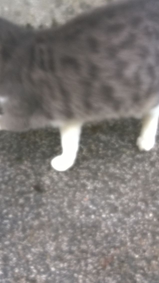 Dov'è la testa? dov'è la coda?