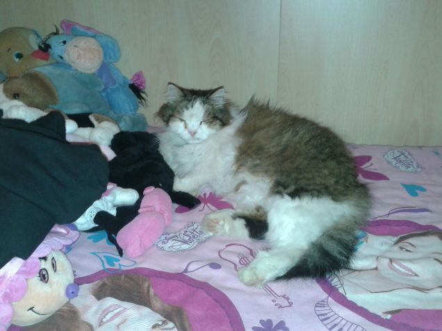 Vita da gatto anziano.