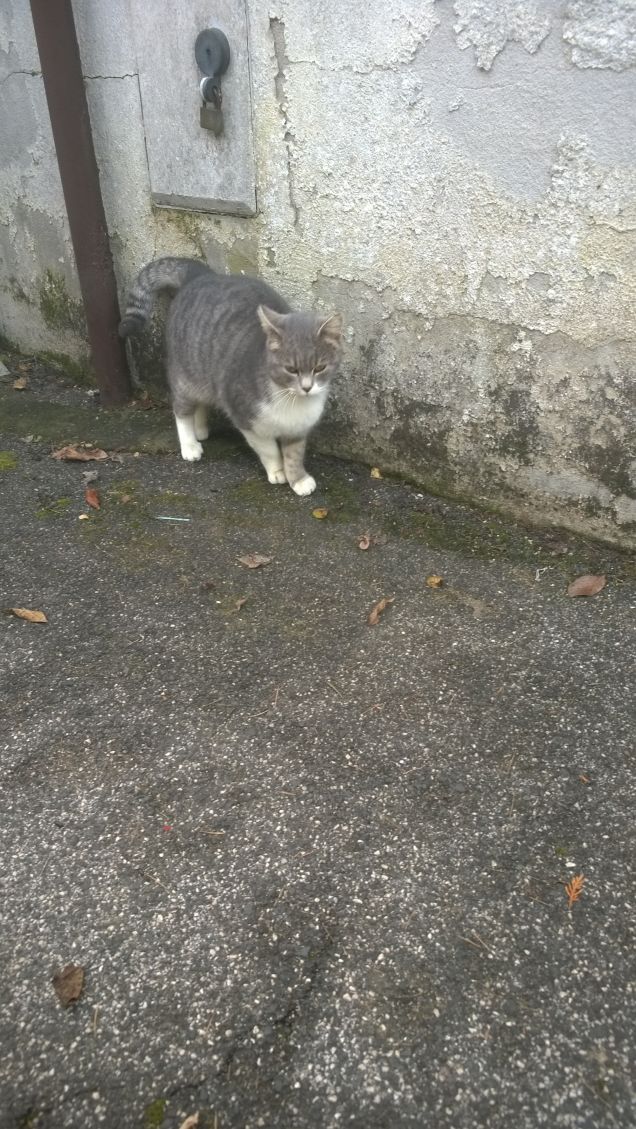 Non è tanto quello che facciamo, ma quanto amore mettiamo nel farlo