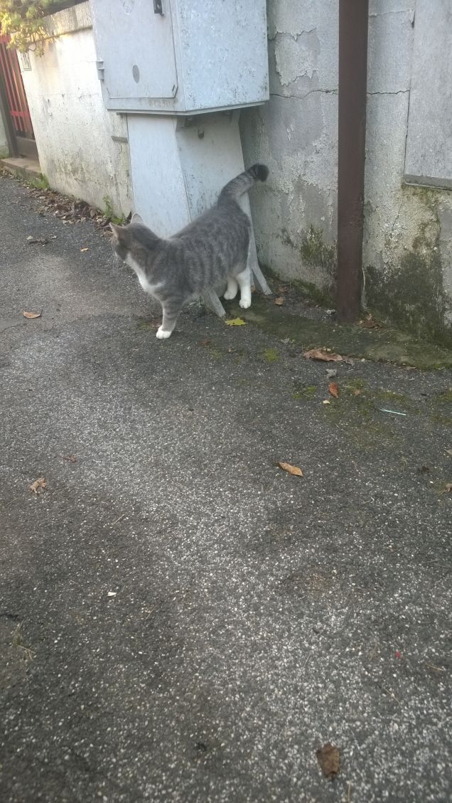 Vorrei non procurarti altro che gioia