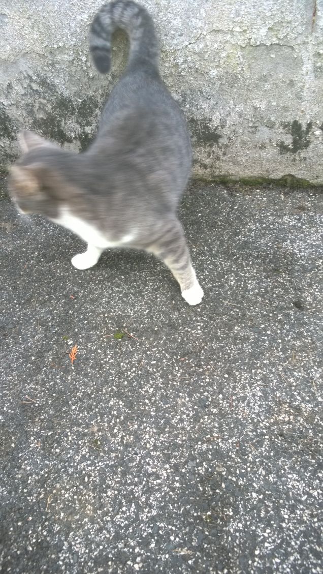 La mia coda arricciolata.