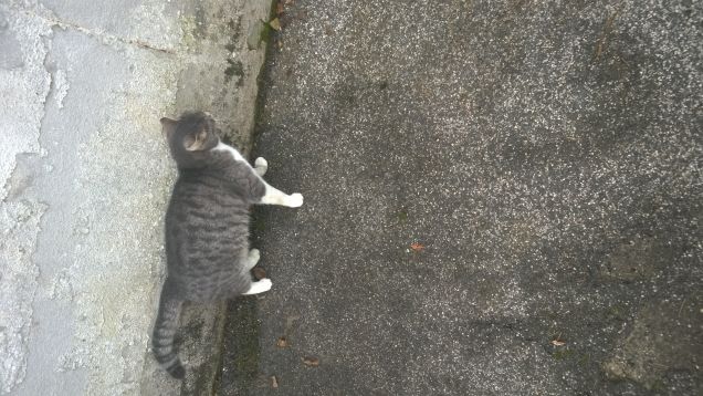 Mi gratto addosso al muro.