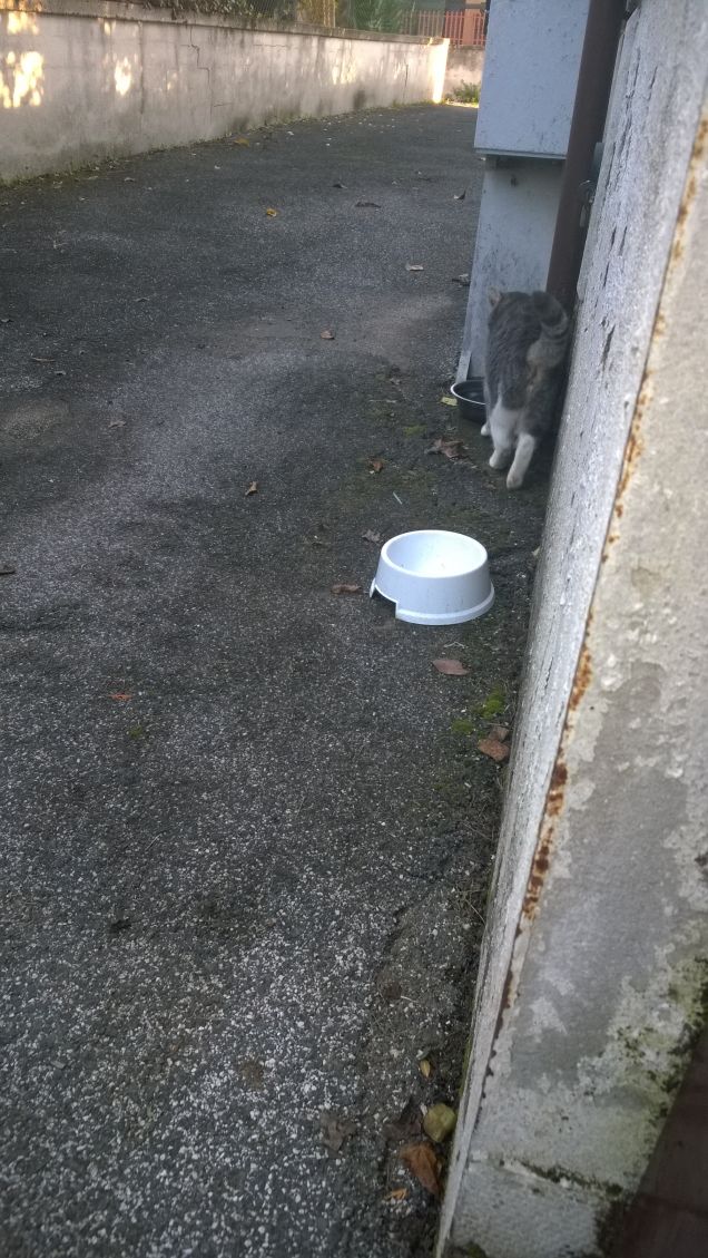 Dove può essere andato il mio amico?