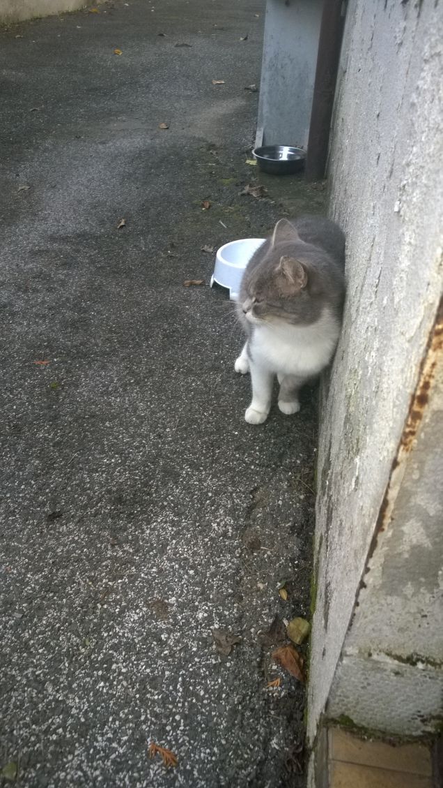 Dovrò farmi amico il cane.