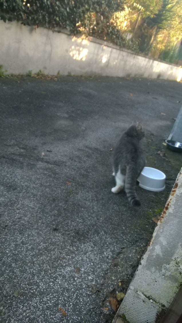 Non avendo più l'amico gatto.....