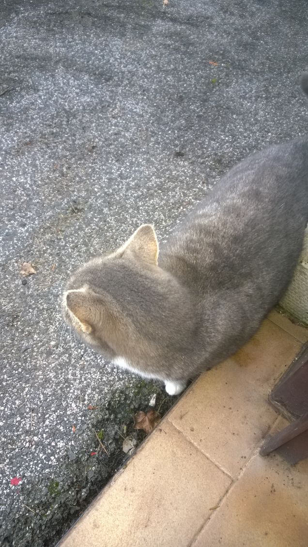 La gattina innamorata.