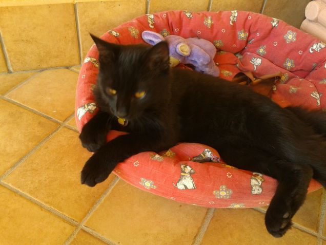 Per me, uno dei piaceri della compagnia del gatto è la loro devozione alla comodità.  Compton Mackenzie