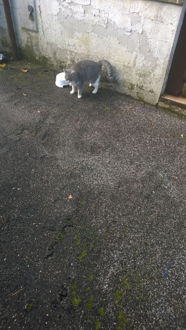 Alla ricerca del gatto perduto.