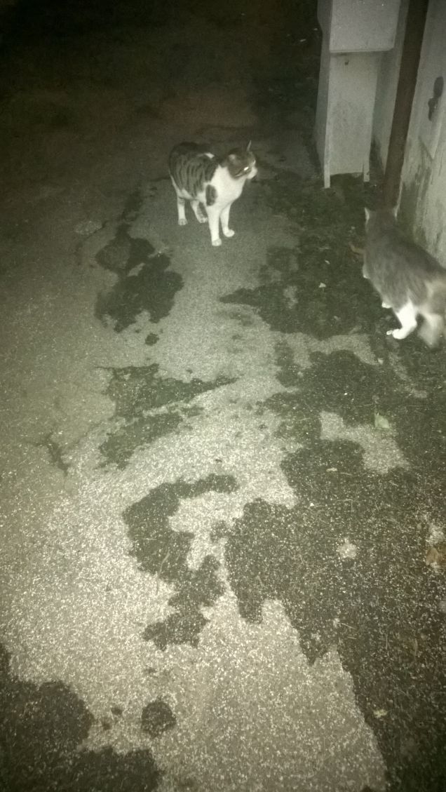 E' tornato il fuggitivo.