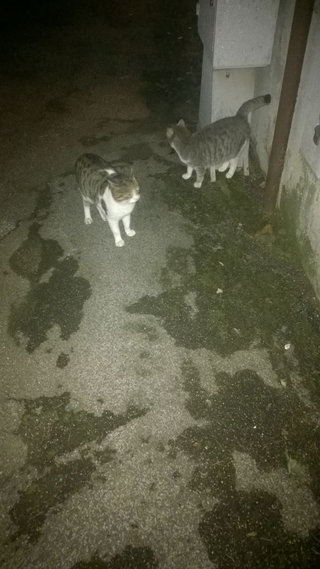 Pronti per la pappa.