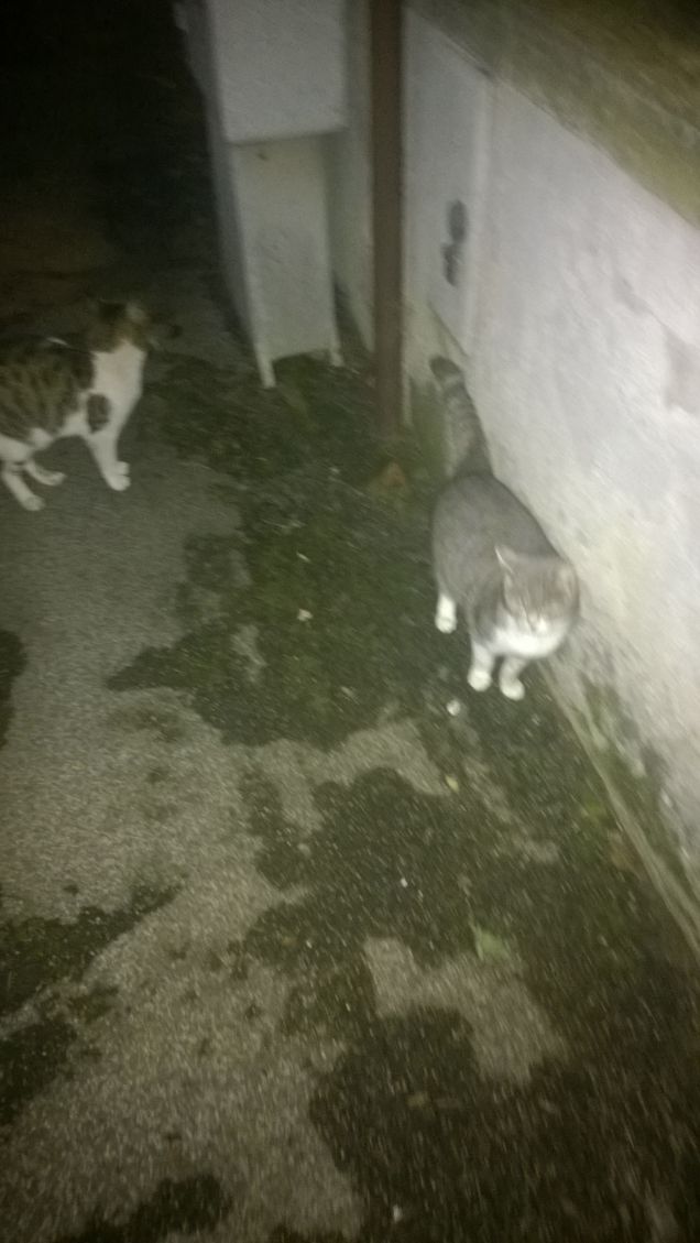 Chissà dove si era nascosto.