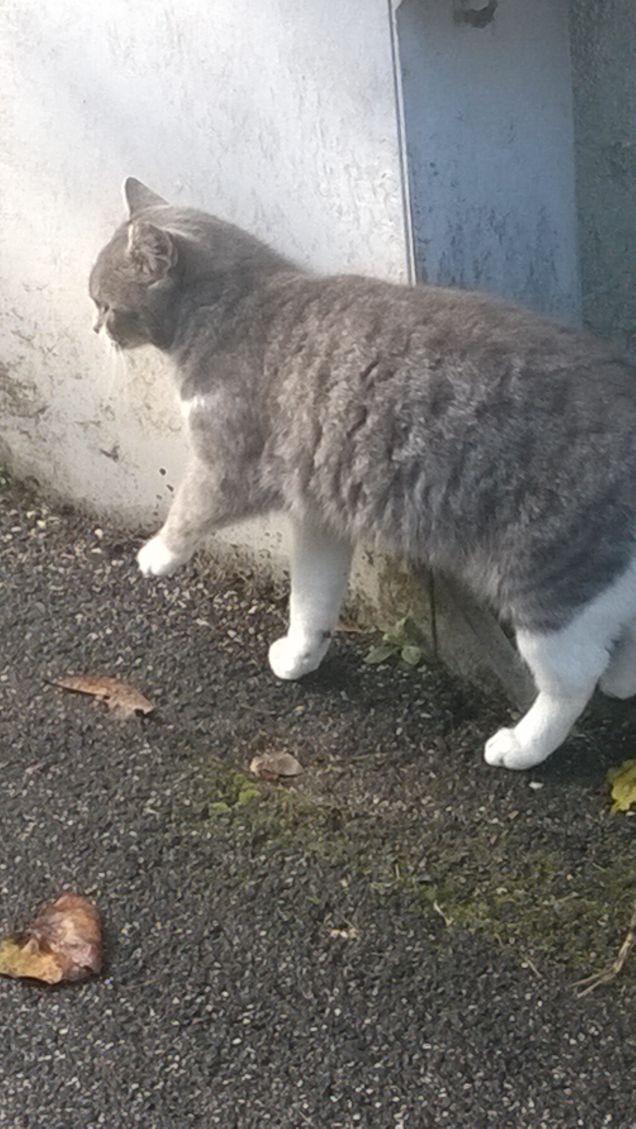 La gattina grigia sull'asfalto grigio.