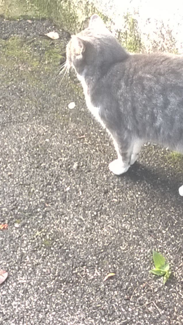 I due giorni più importanti della vita di un gatto  sono quello in cui sei nato e quello in cui capisci perché.