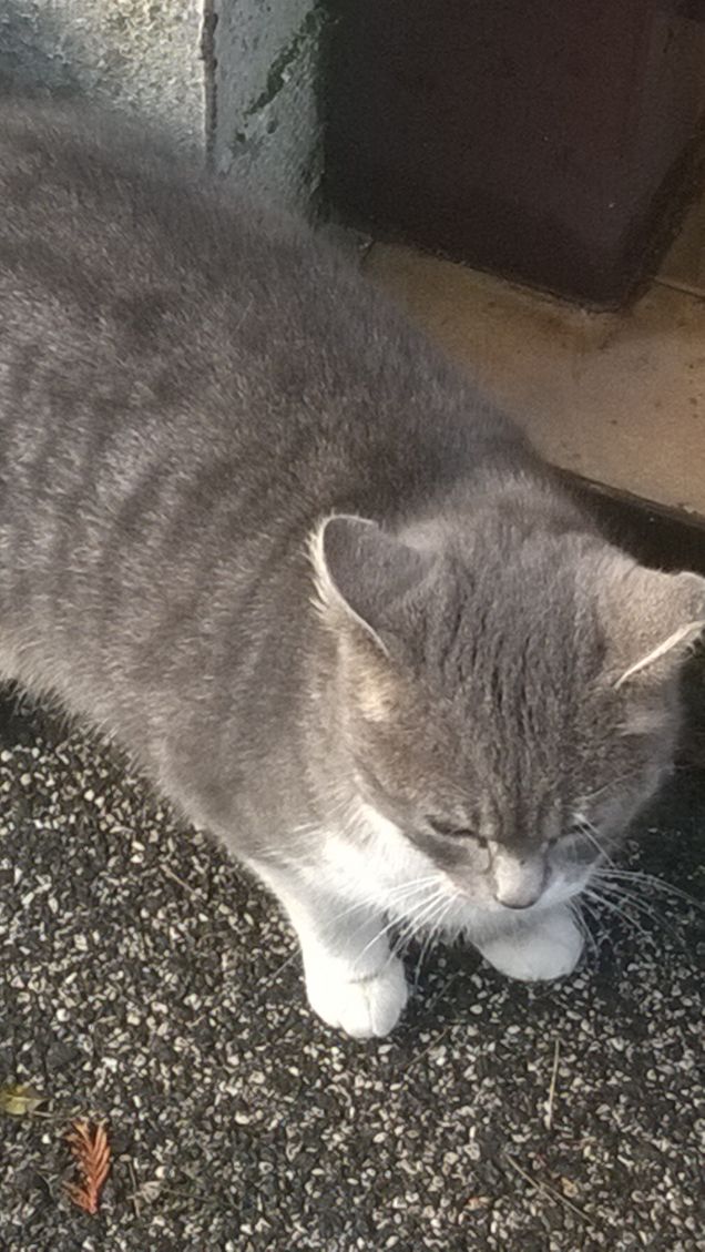 La maggior parte dei gatti esiste, ecco tutto.