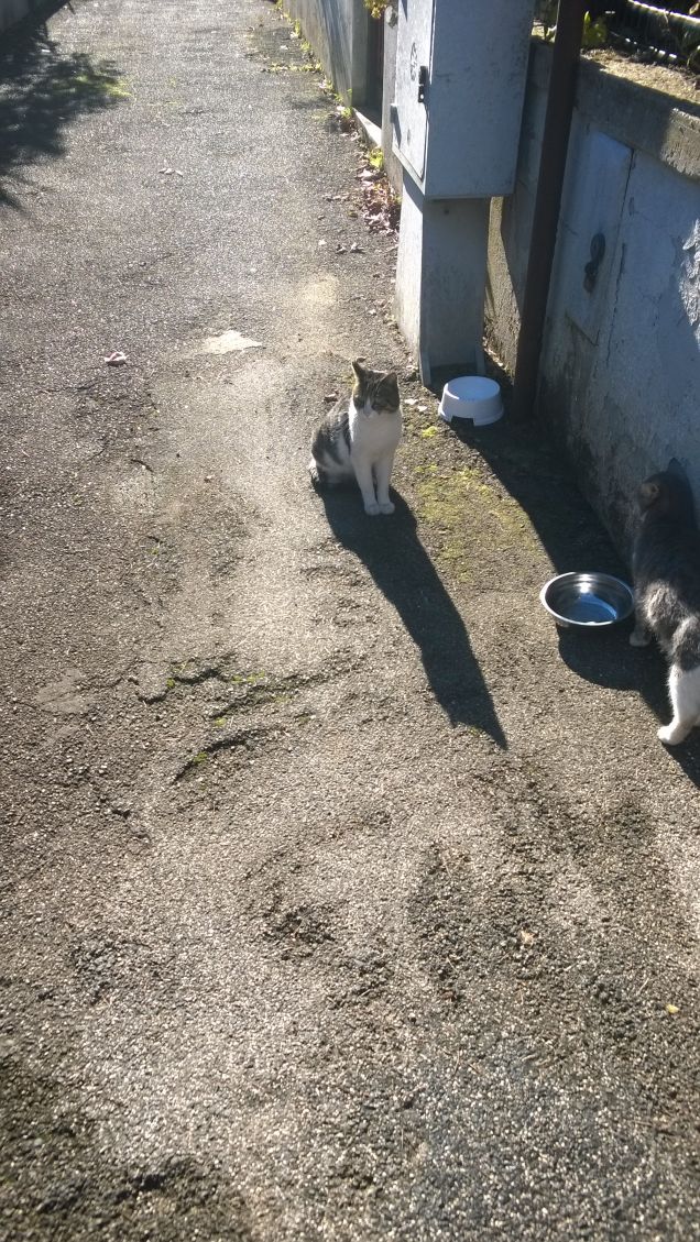 Ombra di gatto riflessa sull'asfalto.