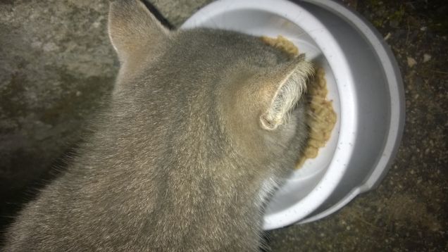 Immersa nella sua preziosa ciotola.