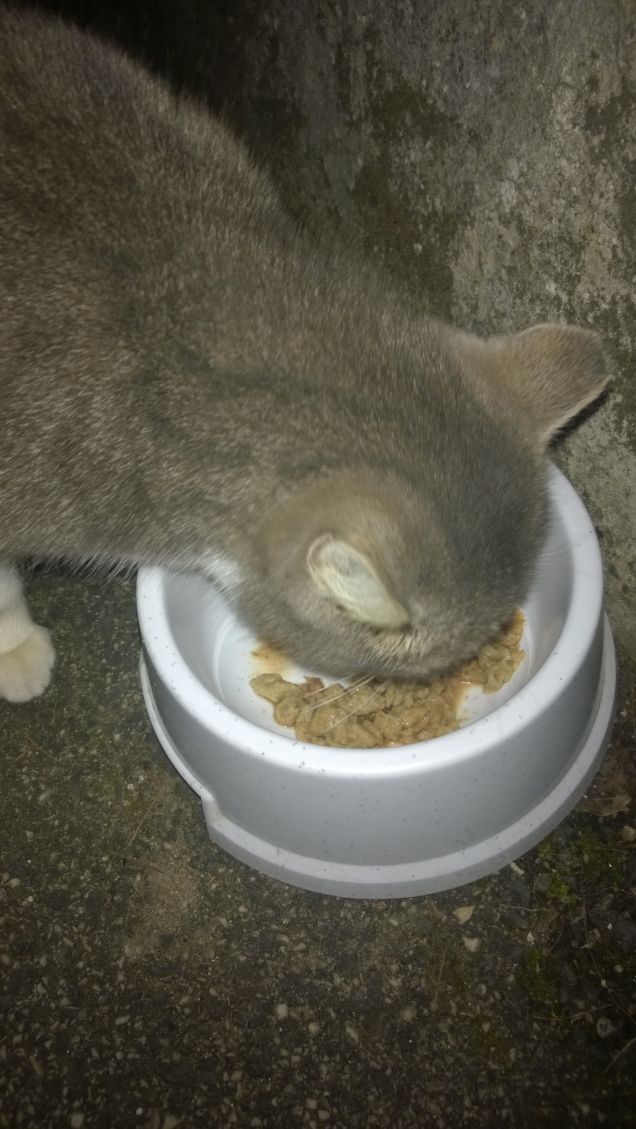 Oggi si mangia il pesce.