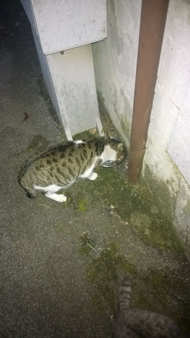 Si deve rimettere in paro.