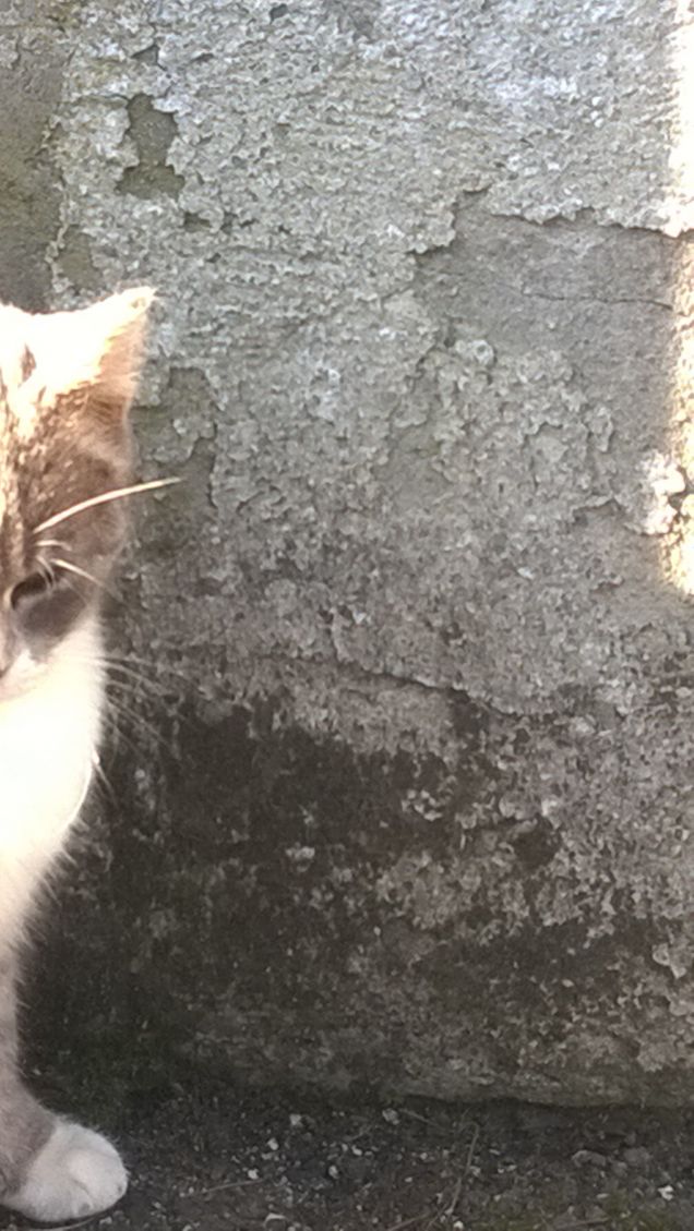 Una metà del gatto.