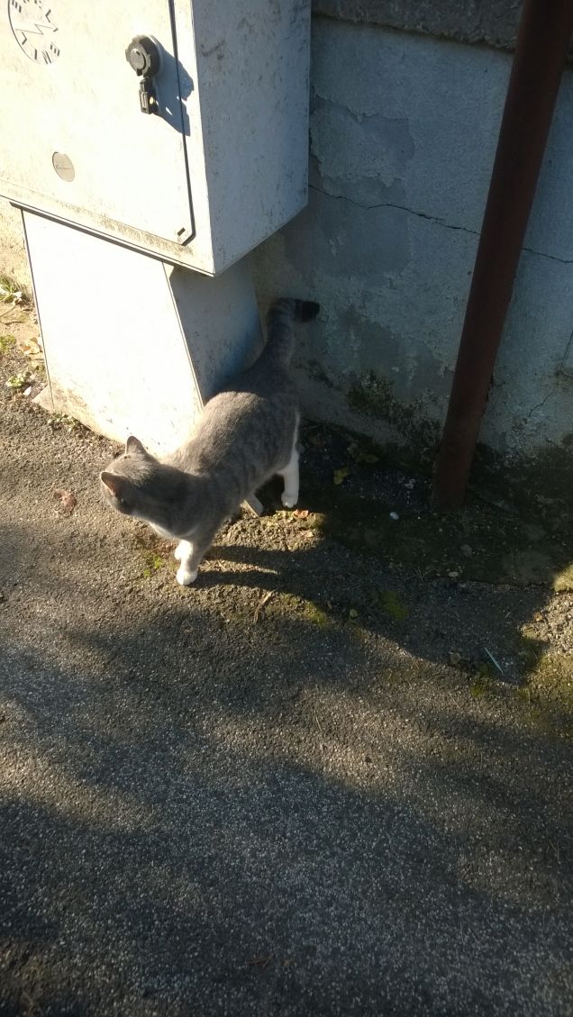 Ogni promessa è debito.