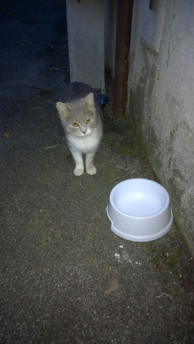 Ma come la mia ciotola è vuota!!!!