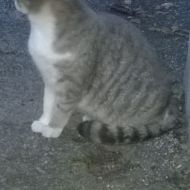 Album Ruba Tutti I Colori Del Mondo E Dipingi La Tela Della