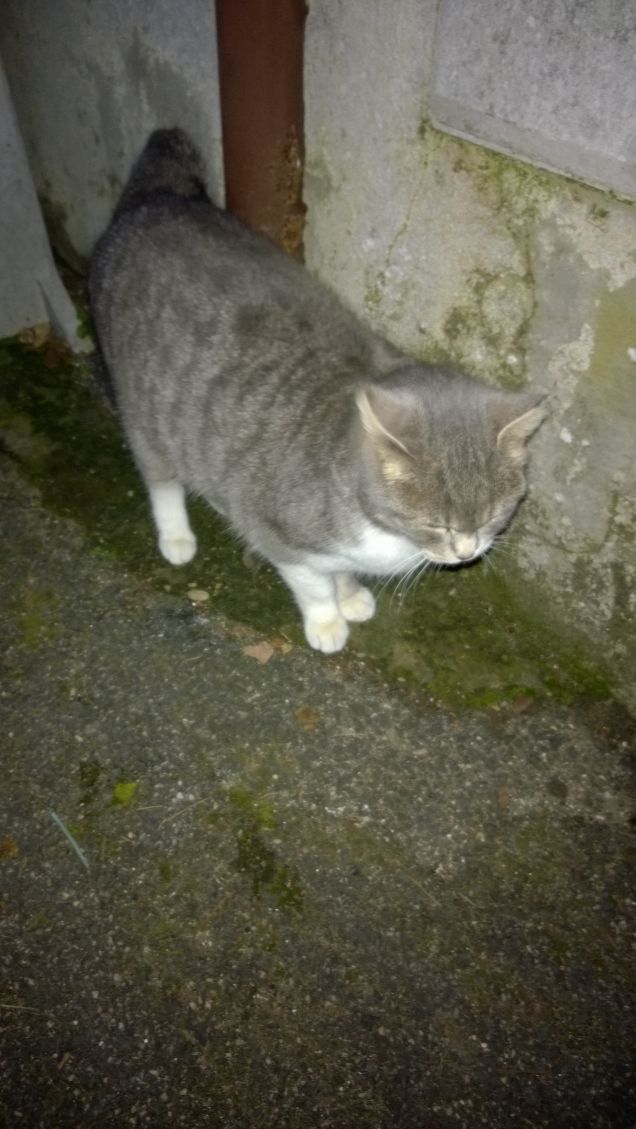 Mestamente me ne sto.