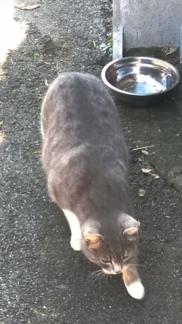 Il mondo si rivela stupefacente per un gatto curioso.