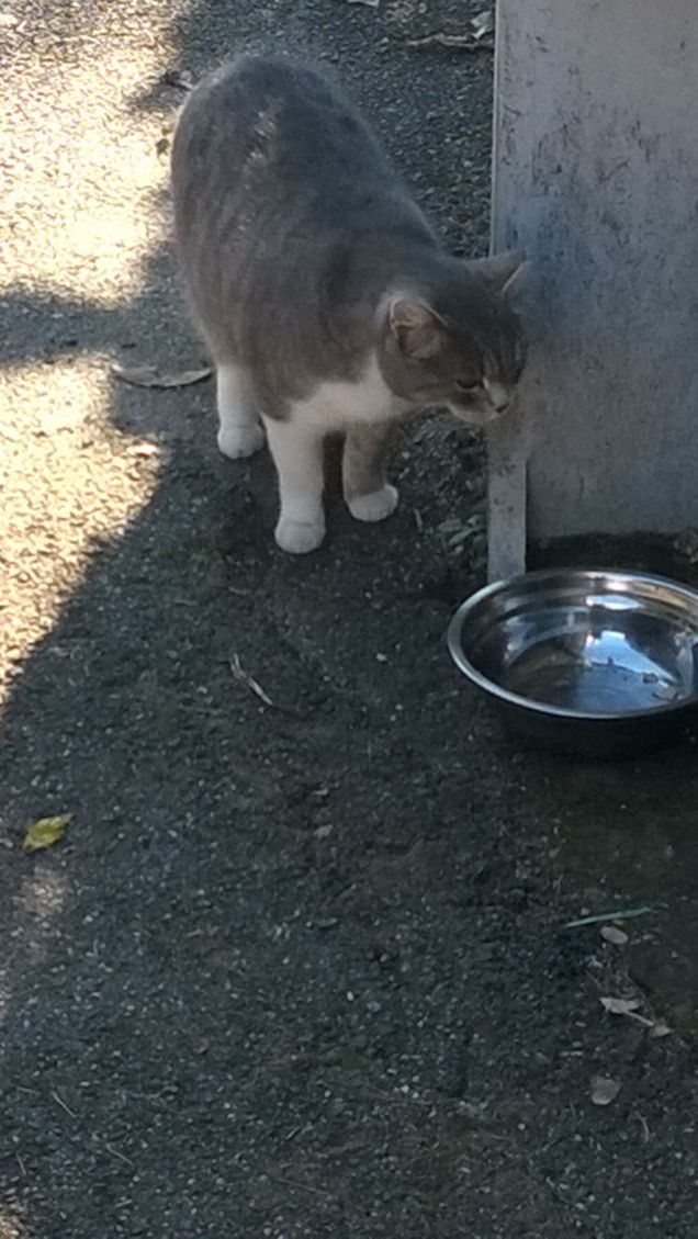 Assieme al bianco e al nero, il grigio è a volte classificato come un ossimorico 'colore acromatico'... 