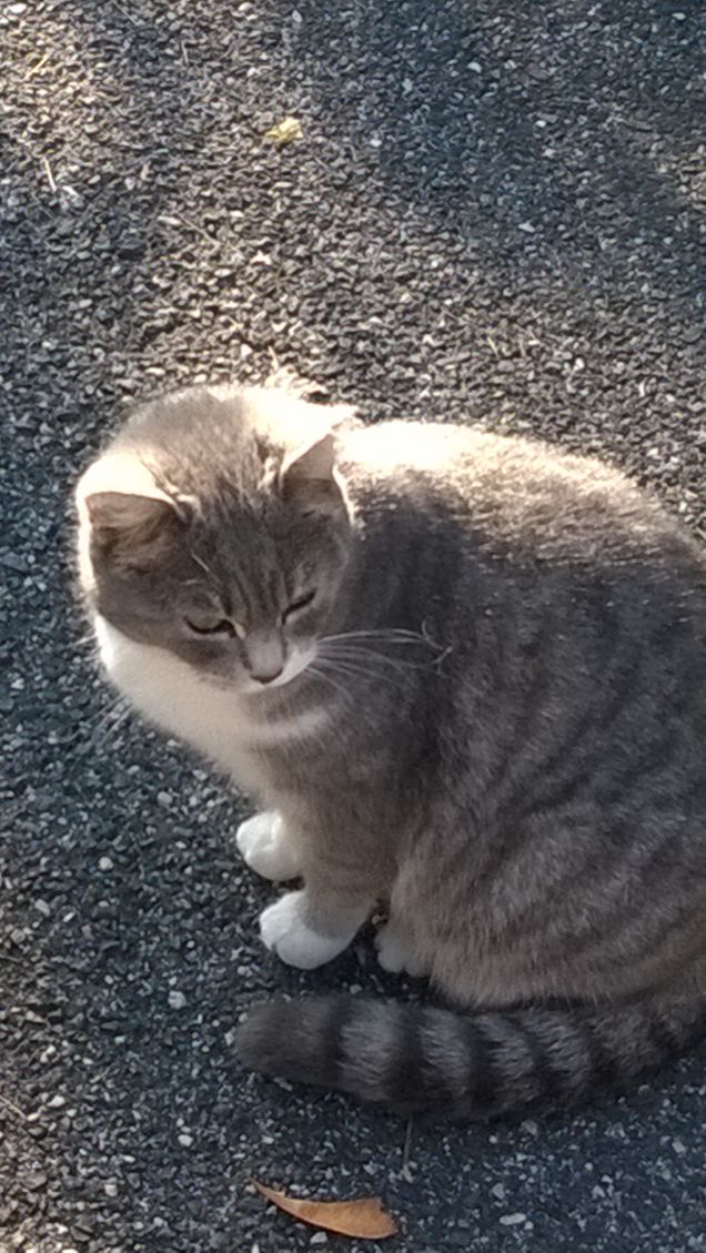 si potrebbe dire che il grigio non ha 'colore' in quanto tale, ma è più un intermediario tra chiaro e scuro