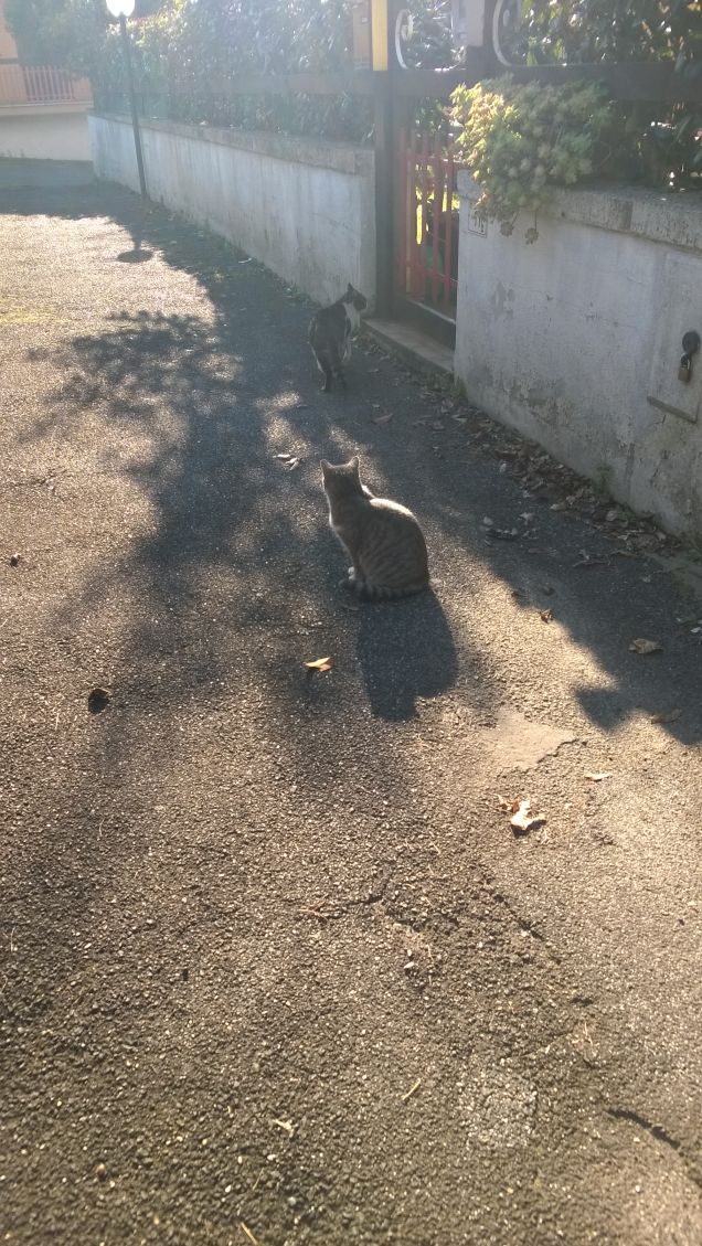  Sono come un albero dai rami scheletriti che sta sotto un cielo grigio. Romano Battaglia, Com’è dolce sapere che esisti, 2006