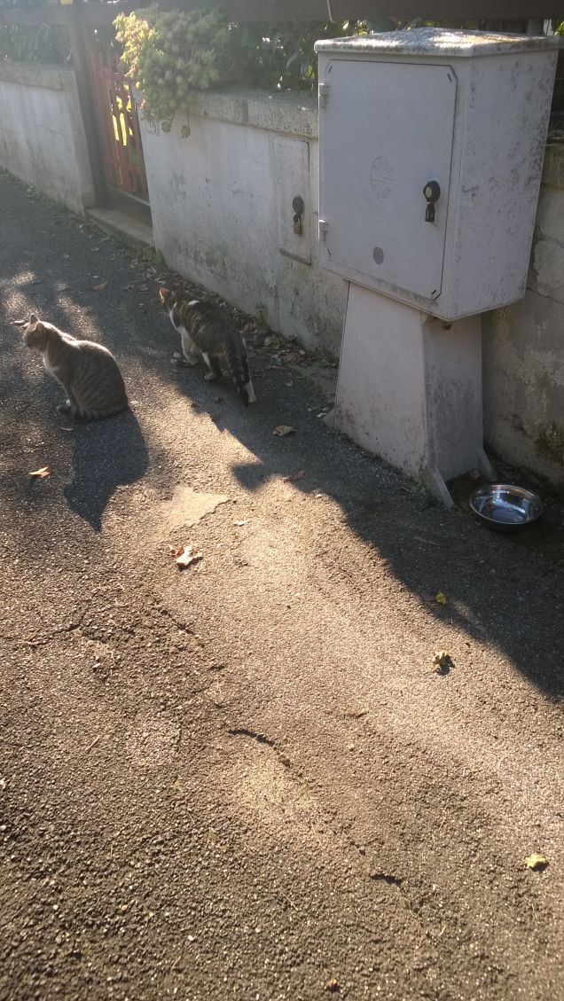 Con le spalle al muro, nell'angoscia delle stanchezze, nel grigio del vuoto.