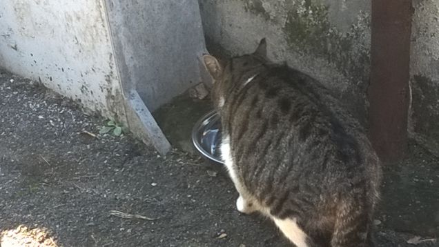 Penso, prima di chiudere gli occhi, ch’è stato un giorno grigio