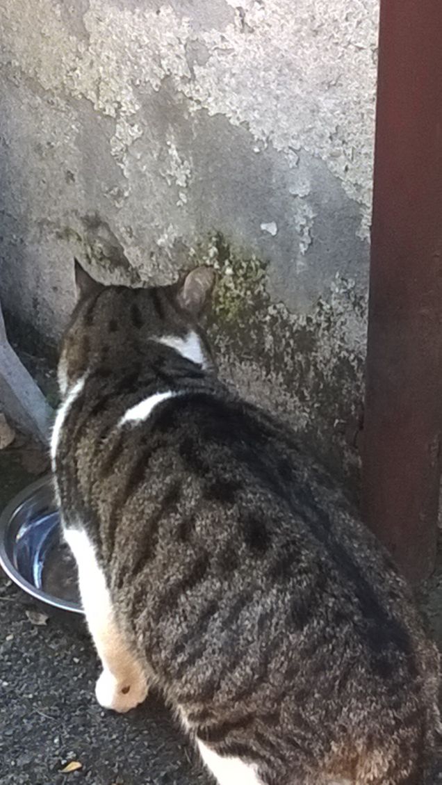 Cento cavalli grigi non fanno un solo cavallo bianco.