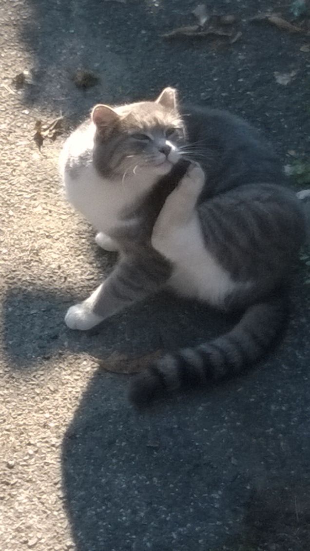  Tutti gli esseri umani hanno piccole anime grigie... 