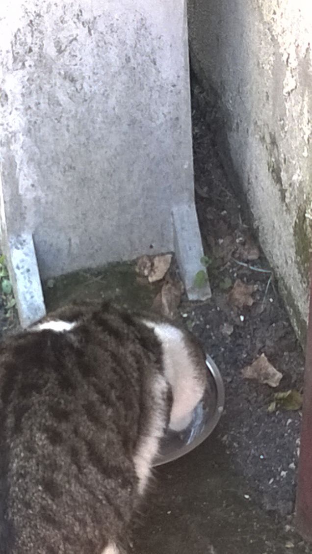 Tutti i gatti non sono grigi dopo mezzanotte.