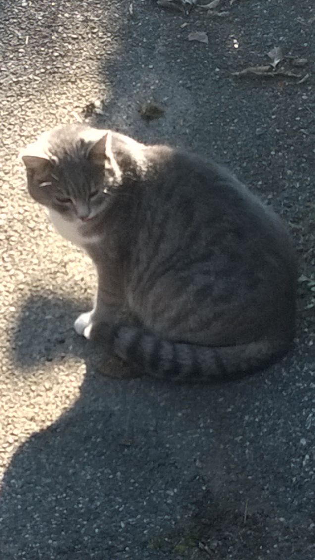 Purtroppo la proporzione tra la massa grigia del cervello e la massa grigia in quanto tale è ancora bassa.