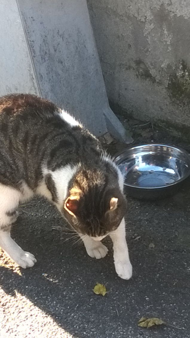 I sogni sono pittori che tingono qua e là di rosa il grigiore della realtà quotidiana.